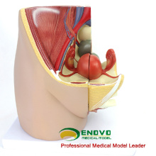 ANATOMY34 (12472) Medicina Clínica Sección Humana de Pelvis Femenina de Tamaño Completo con 8 Semanas Modelo Anatómico Infantil, 3 partes Móvil